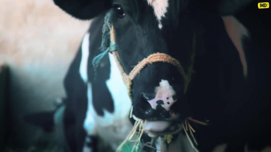 ⁣Gau Mata - MD KD _ Best MD KD Haryanvi Rap Song _ Gau Mata Song By MD KD(720P_HD)