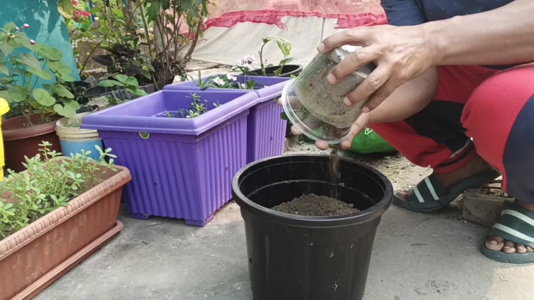 ⁣डायन्थस की कटिंग 🪴🙏