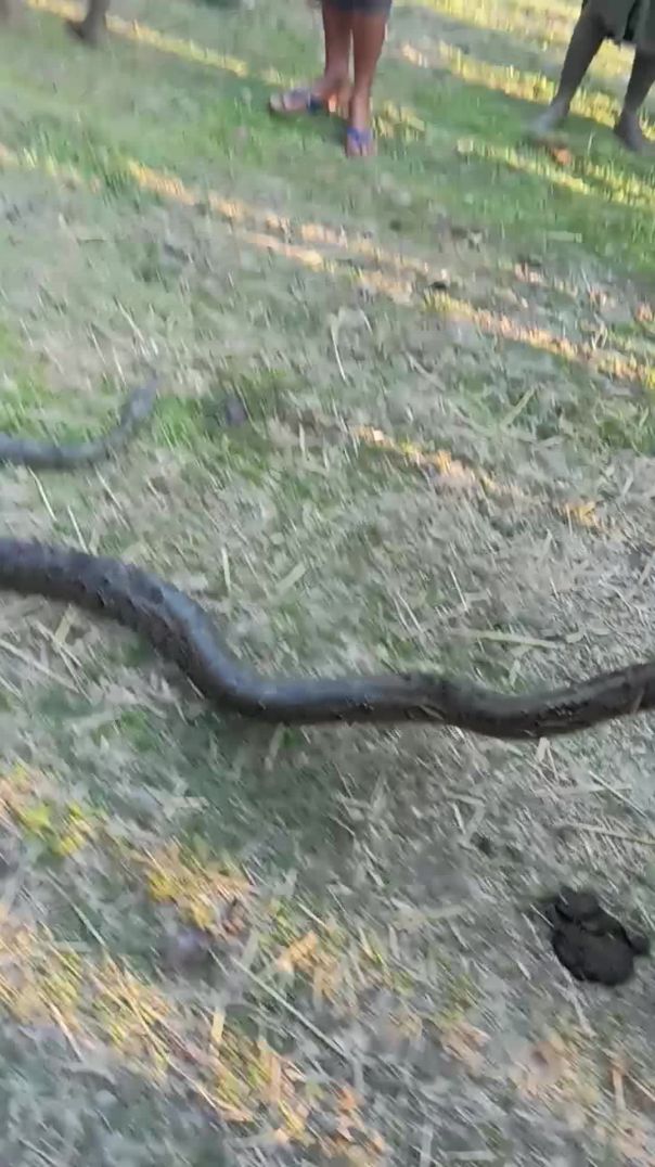 VID_20250930_163023 ajgar snake