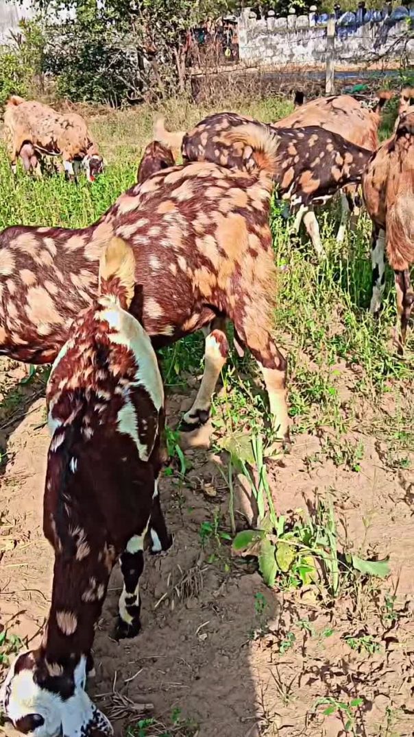 कोई_दिन_नजर_आ_जाएगी_मेरी_जान😘❤️‍🩹❤️‍🔥