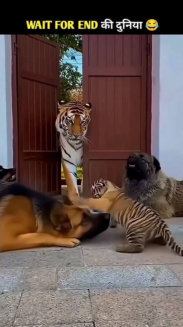 Animals Ke Funny Karname-19 😂🤣 #funny #animals #shorts