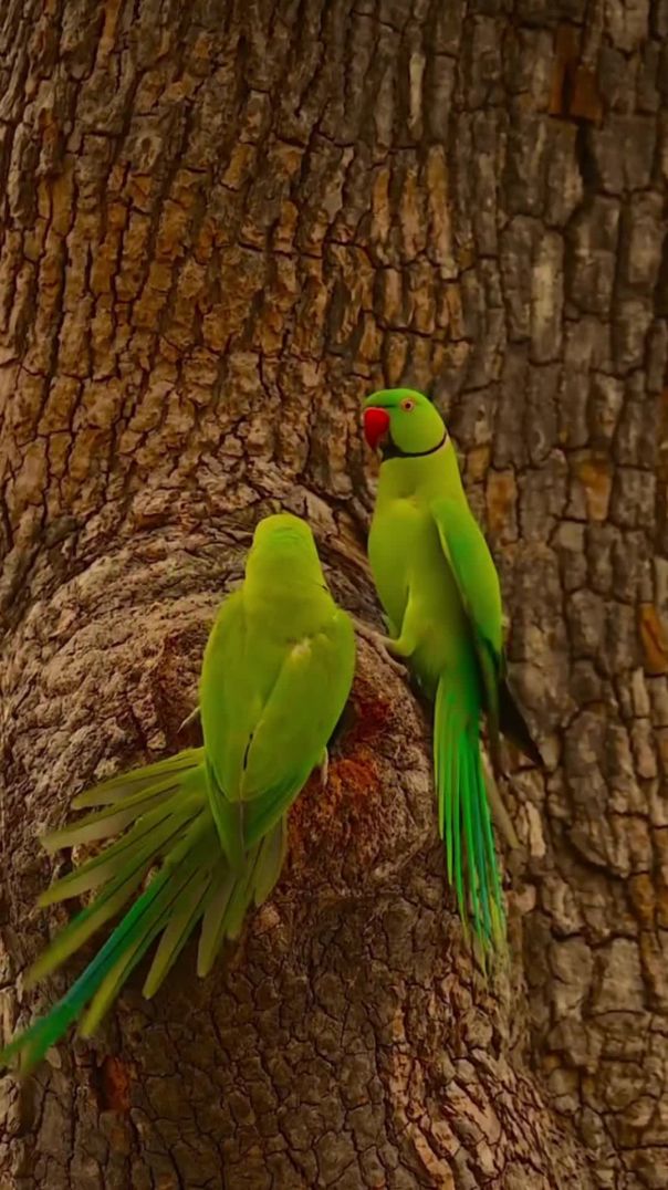 VID_20260211_045017_327