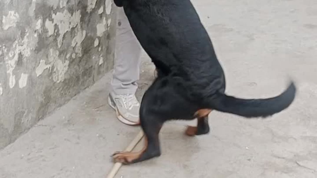 ⁣प्यारा dog 🐕