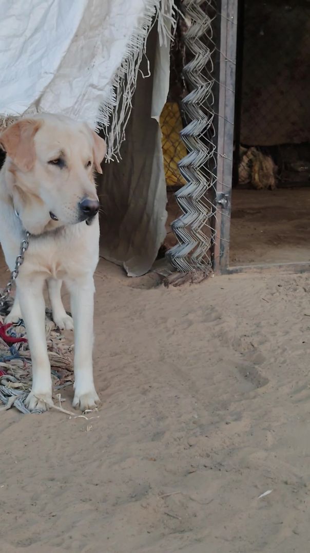 🐶 🐕 Labra  💕 Dog 😘  power 🐕🐶