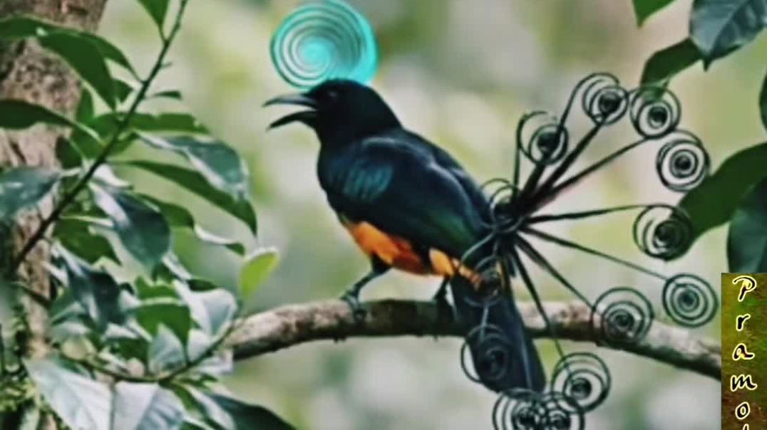 Unbelievable Birds 1....