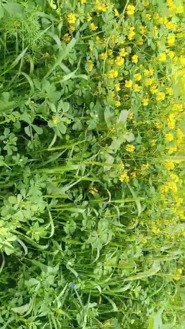 Feel The Nature 🌷🌿 Peace ✌️🕊️ #nature #gao #vlog Saiyaara Song 😘 #saiyaara Apnatube Clipo