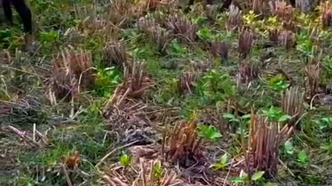 ⁣Odisha sheep farming