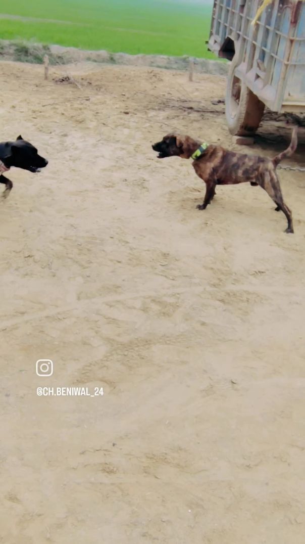 VID_20260110_220929_247