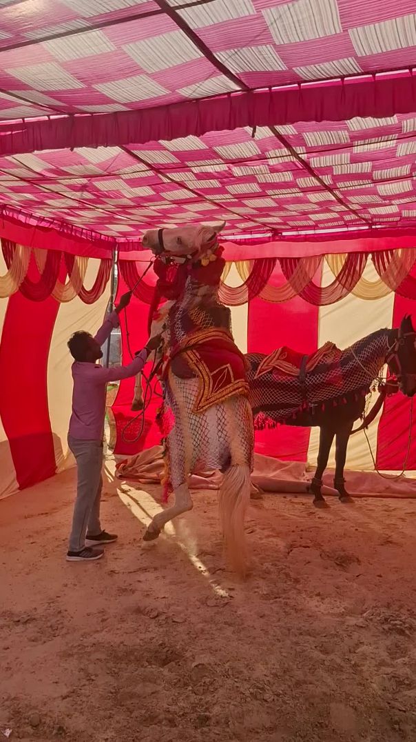 क्वीन घोड़ी ठुकरियसर