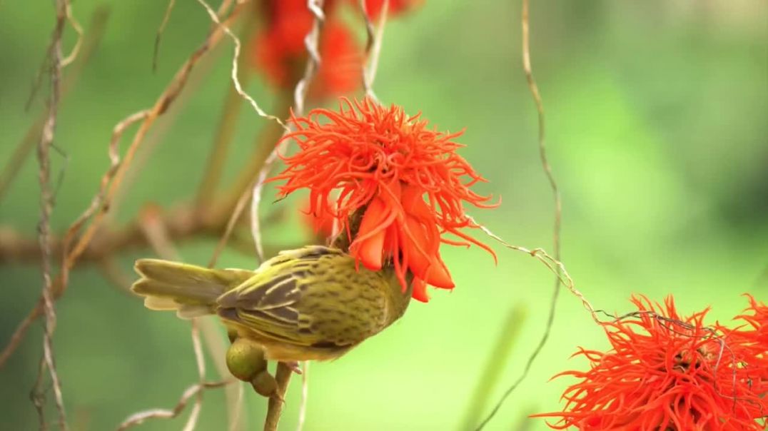 ⁣Relaxing Music For Stress Relief, Anxiety and Depressive States • Heal Mind, Body and Soul (1)