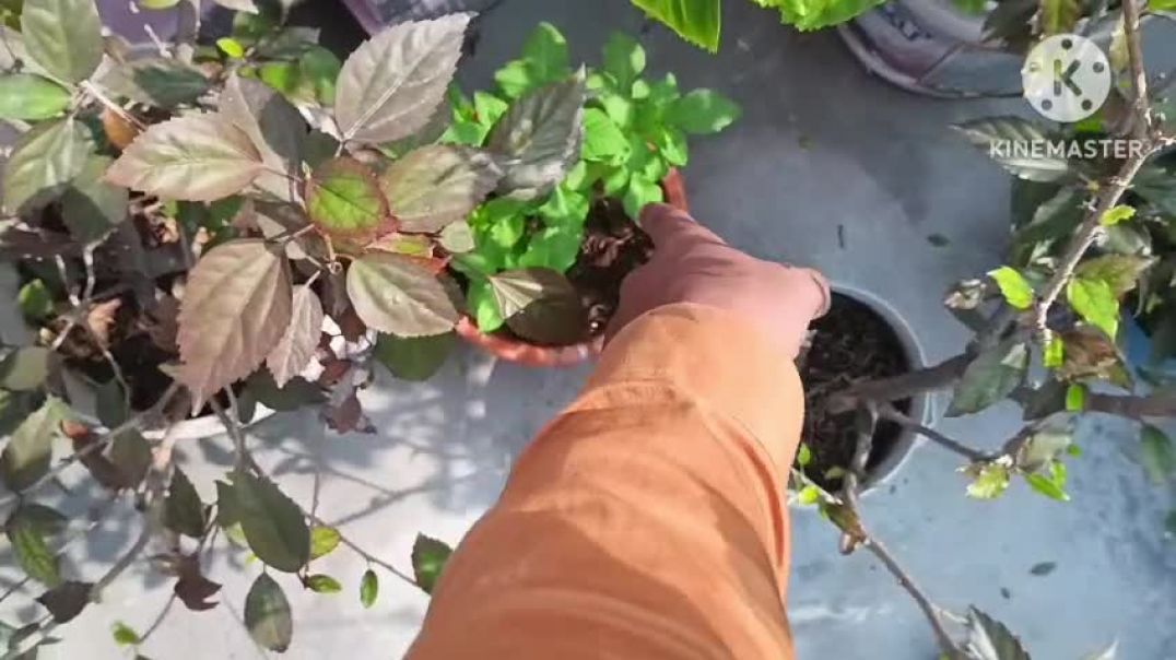 ⁣VID-20260203-WA0002