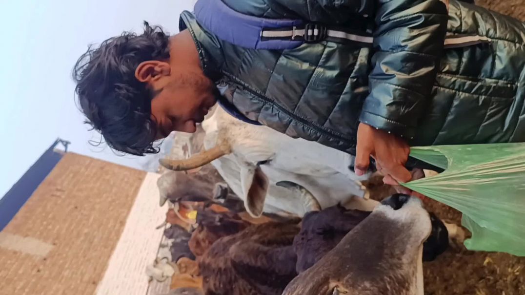 ⁣गो सेवा 🐄 में एक Din  सेवा 🙏 में लगायें @vinu_vlogers #gauseva #minivlogs #instagram #explore