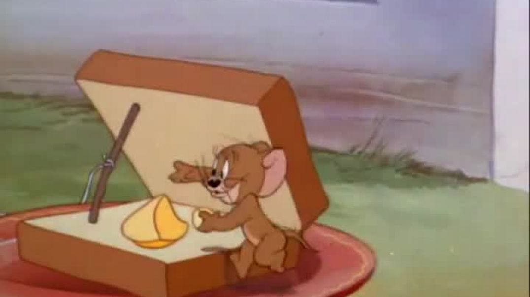 ⁣Pajarito coqueto- tom y jerry 😆😆😆