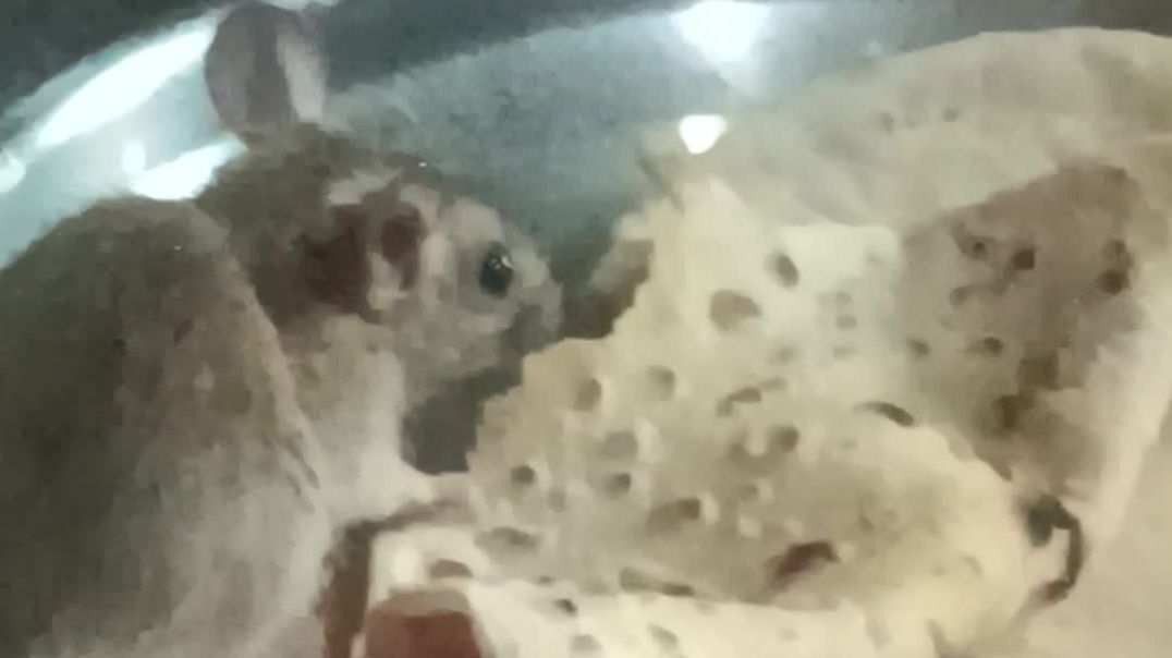 चुहा 😱😱😱😱😱