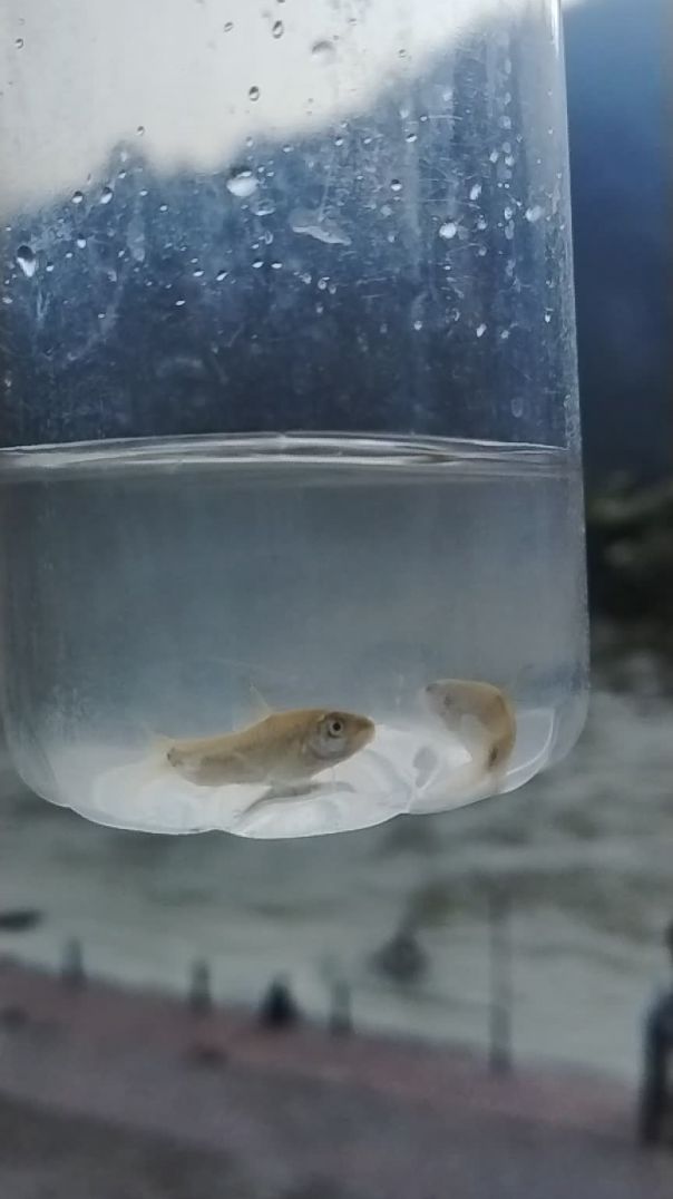 Mene machli padki hai palne ke liye