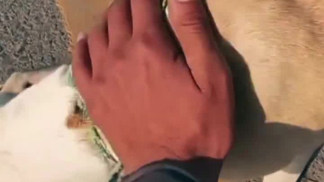 ⁣_जब इंसानियत जागी_ ❤️_🐕🥺 _fbreelsfypシ゚ _facebookreelsviral _facebookviral _dog _humanity _rescuedog 