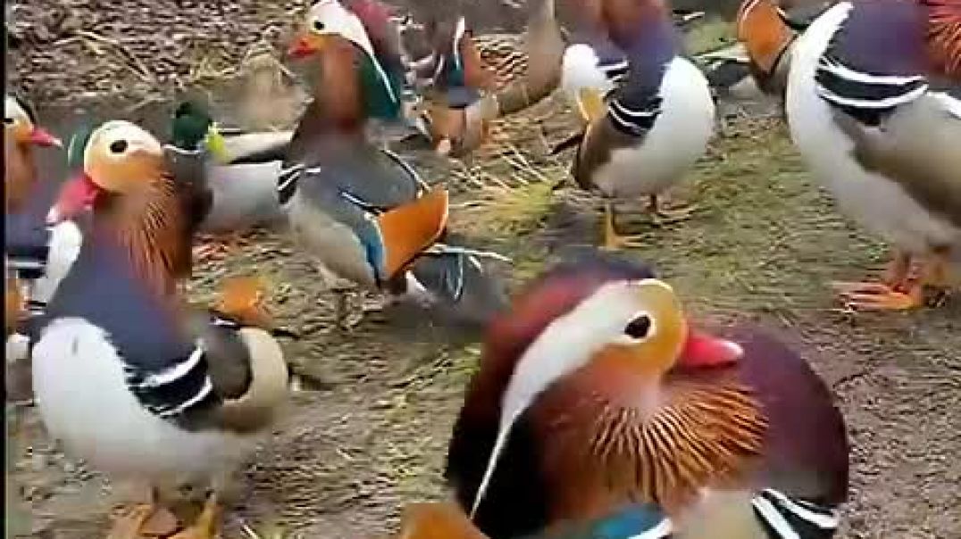 ⁣दुनिया के 8 सबसे सुंदर पकषी