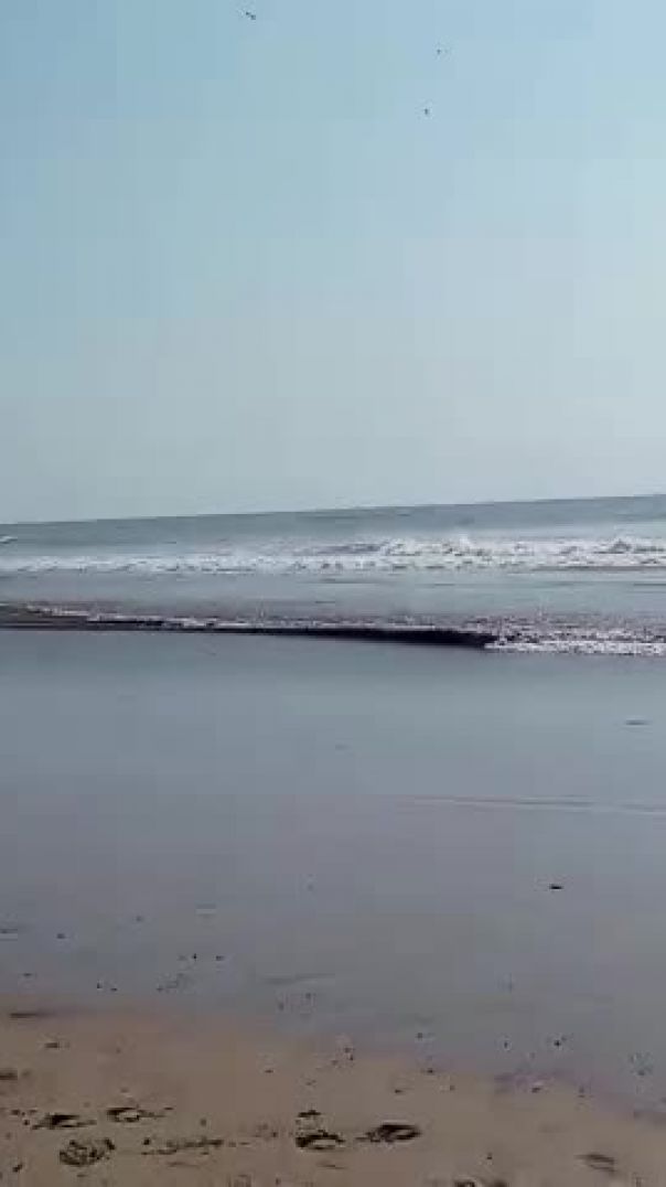 🌊समुद्री