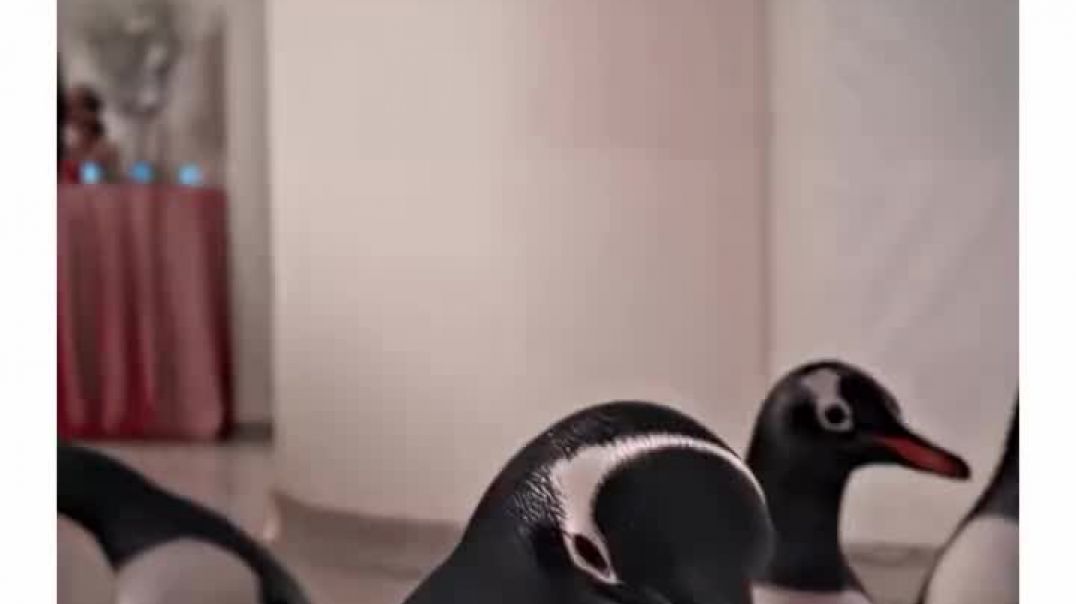 ⁣These penguins are so cute😭Credit- asher