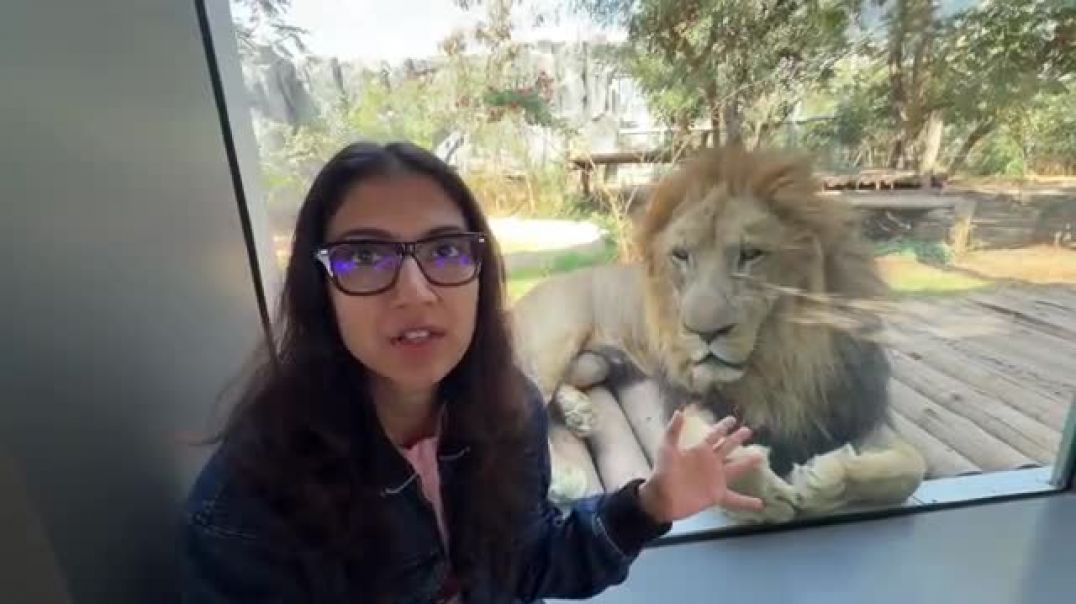 ⁣Tiger_Ne_Dara__Diya_😲_Vantara_Vlog(360p)