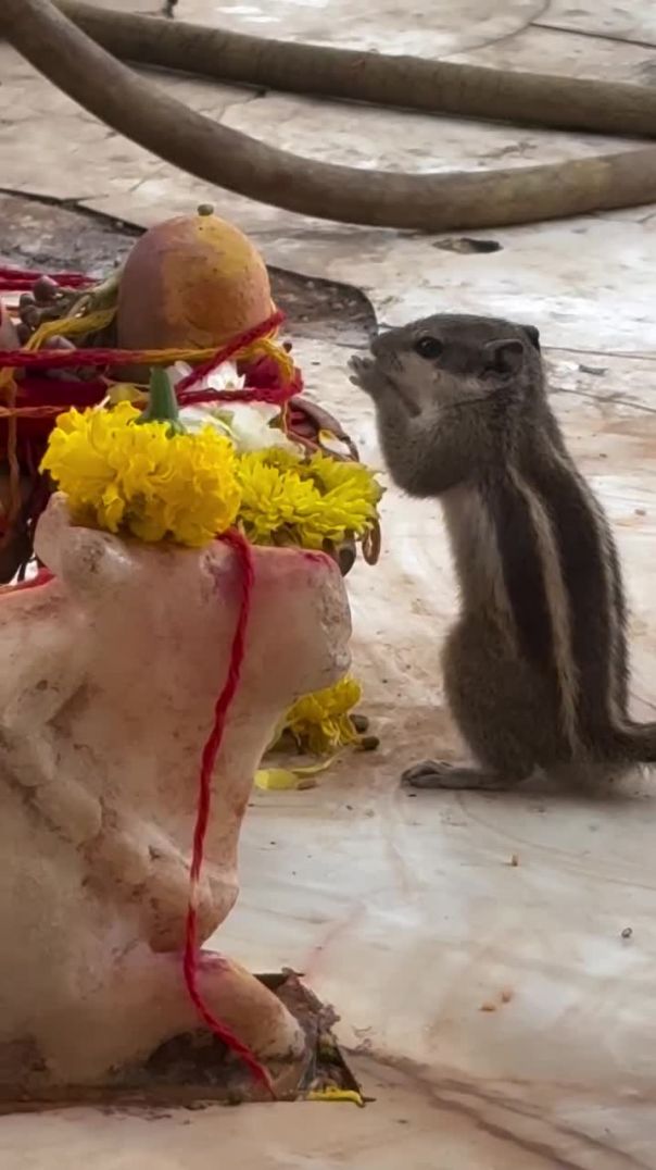 Shiv bhole nath 🚩#ujjain#mahakal
