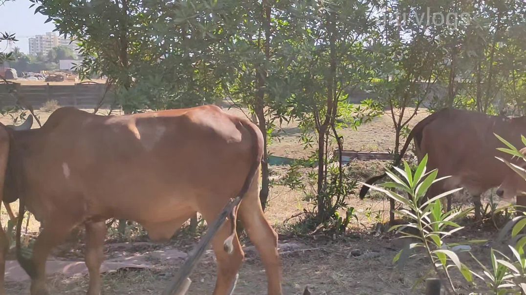 ⁣Raw Turmeric recipe|| haldi sabzi|| winter special