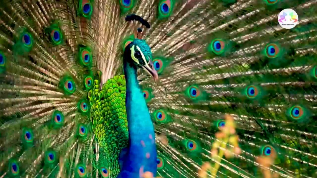 ⁣मोर की पुकार_ बांसुरी की झंकार _ Peaceful Flute Music for Relaxation