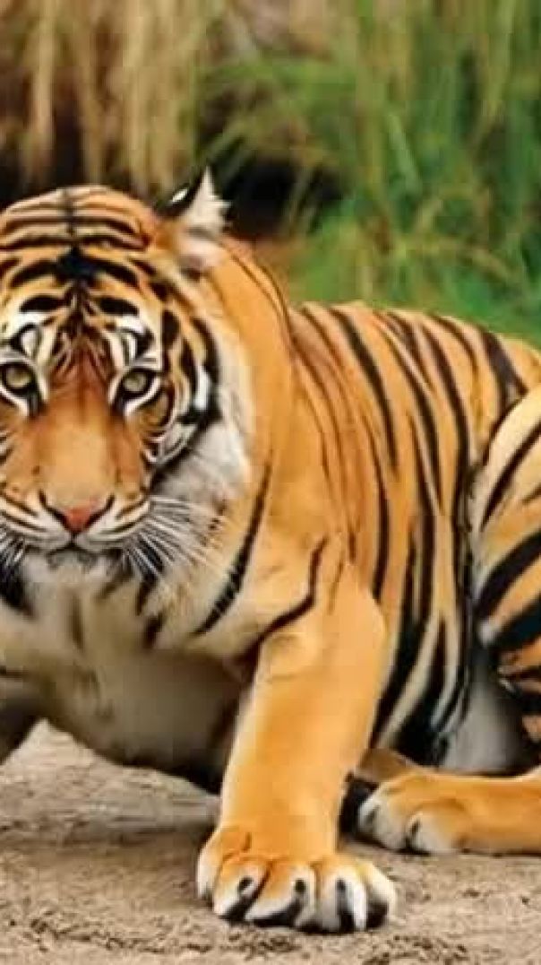 grok_video_2026-02-20-11-28-10