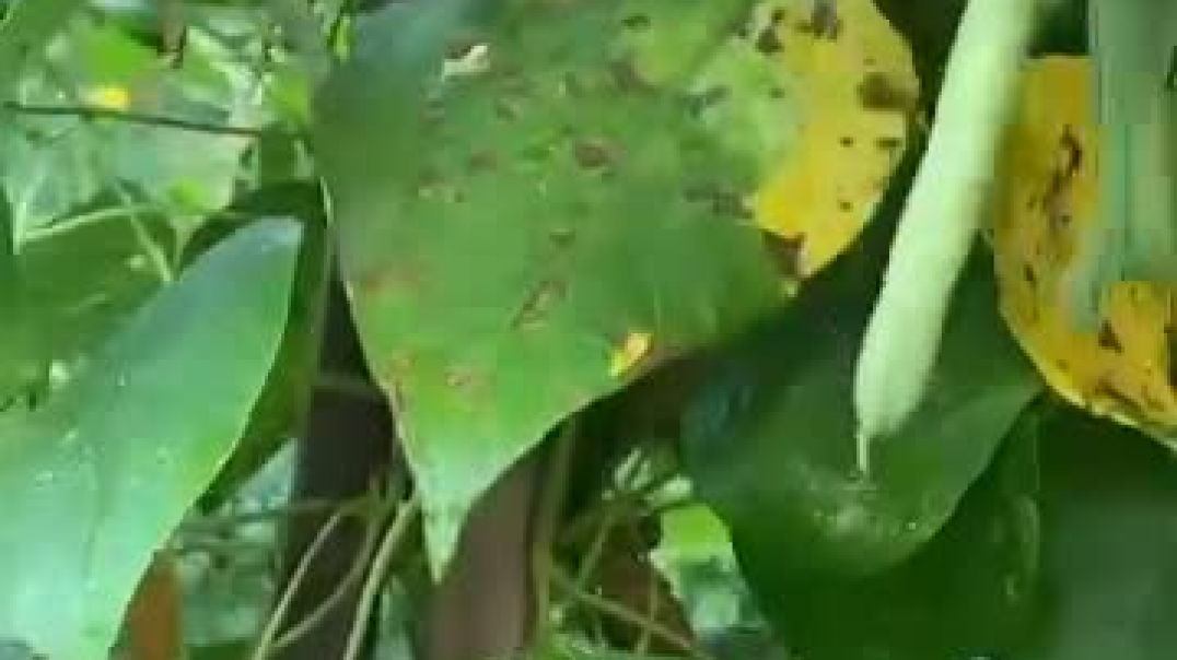 ⁣How to grow Beans 🫘🫘🫘 || बीन्स कैसे उगाएं 🫘🫘🫘 ||