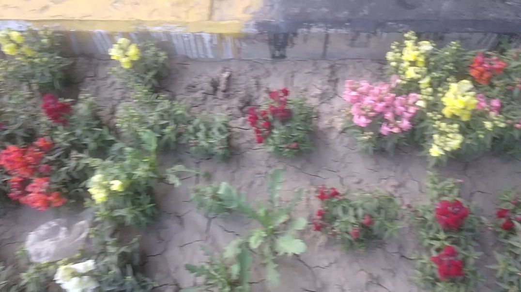 ⁣sadak kinare park me khile sundar phool 🍁💐