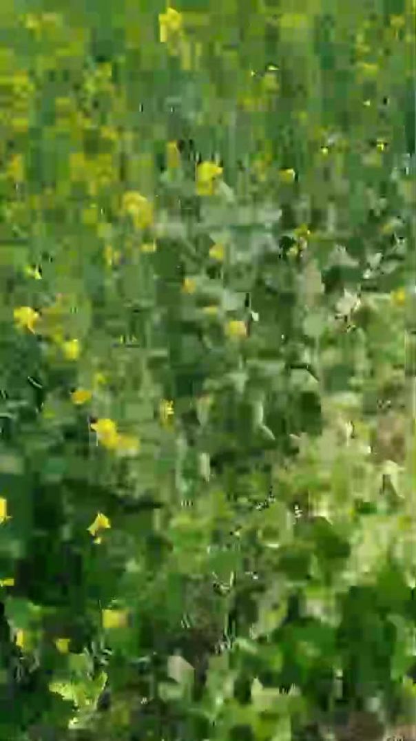 देखिए सरसों कितना खीला हुआ है गांव की हरियाली