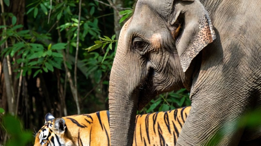 ⁣🦁 Lion & Tiger Friendship You’ve Never Seen Before | Jungle Life Reality 😱🔥