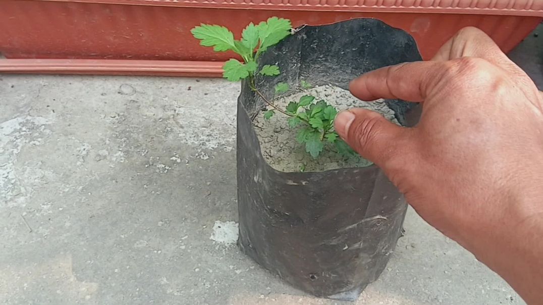 ⁣चंद्रमल्लिका की कटिंग 🪴