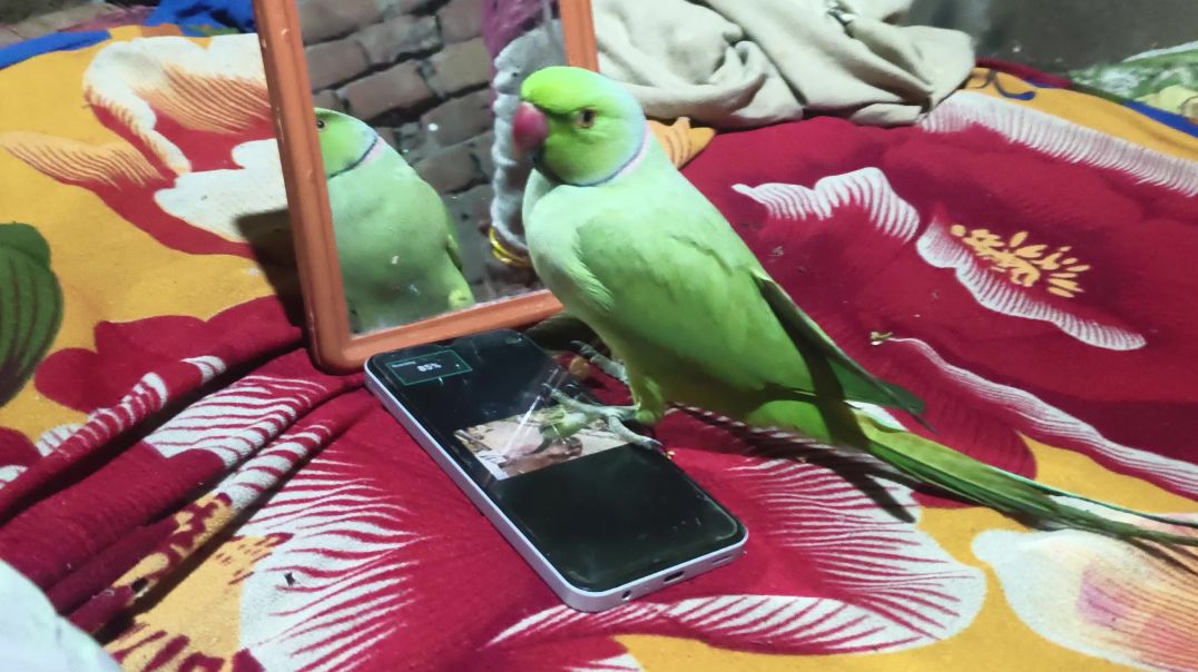 ⁣video_bolane wala tota