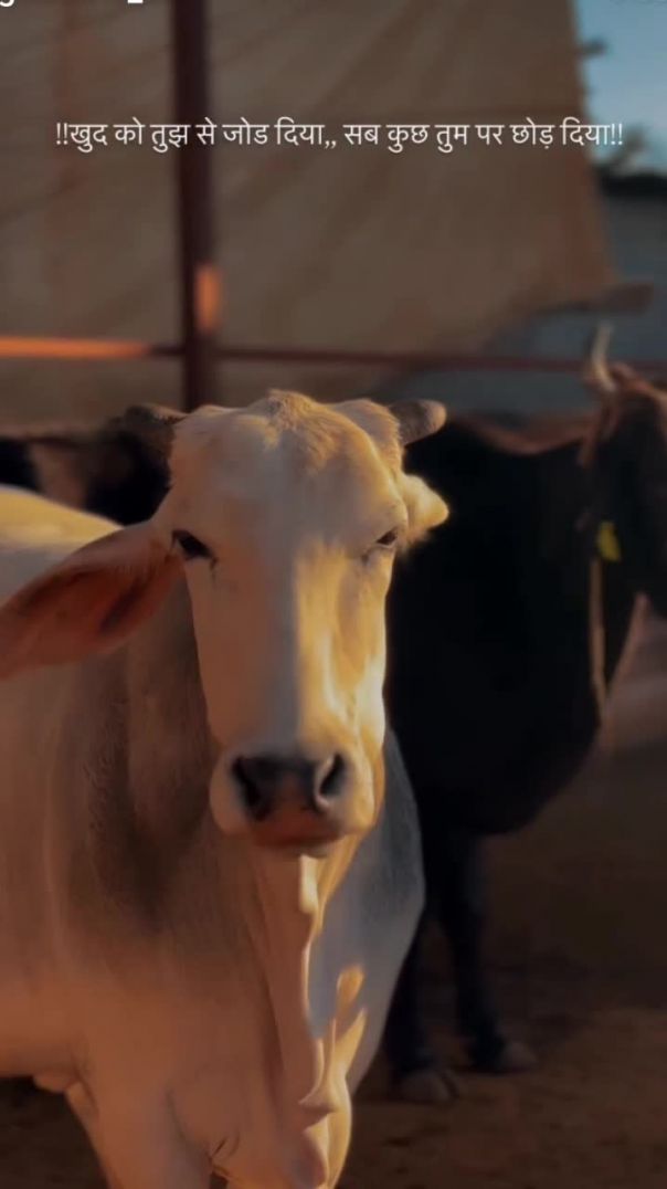 जय श्री गौ माता