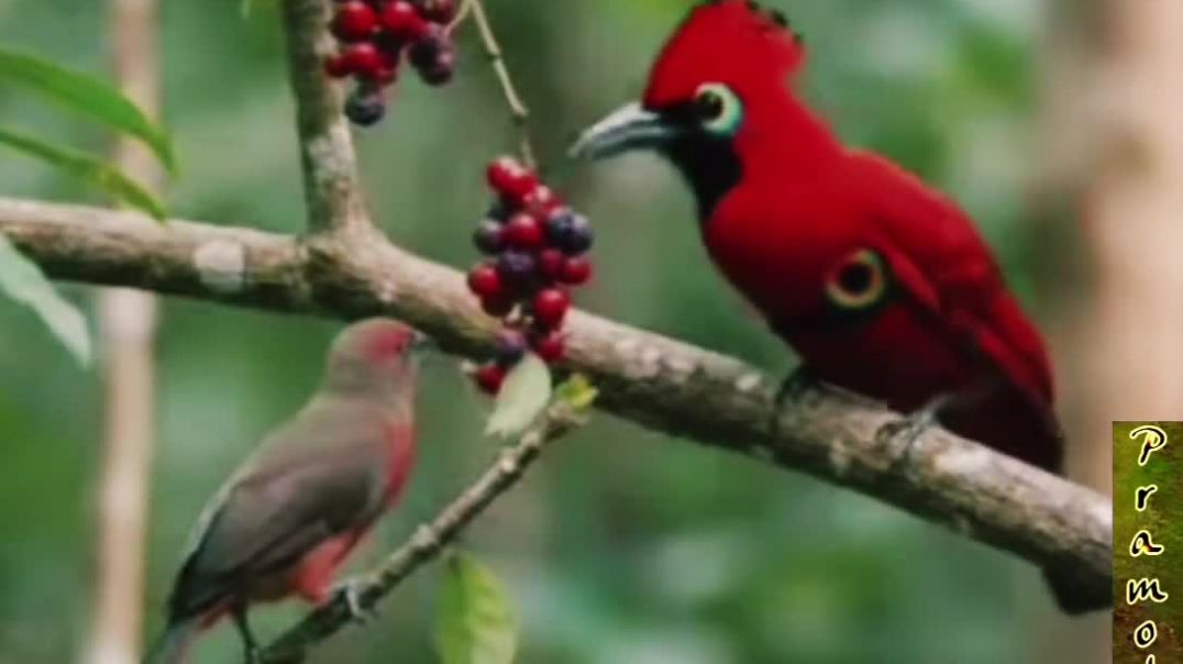 Unbelievable Birds......