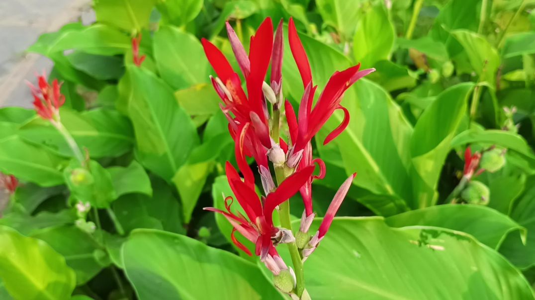 ⁣Mind relaxing morning blog | mind relaxing video | juhu beach park | flute music video