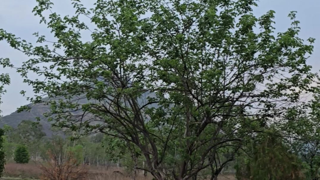 ⁣भवानी मंदिर असले सातारा मराठी Marathi Kedar Pooja Pravas