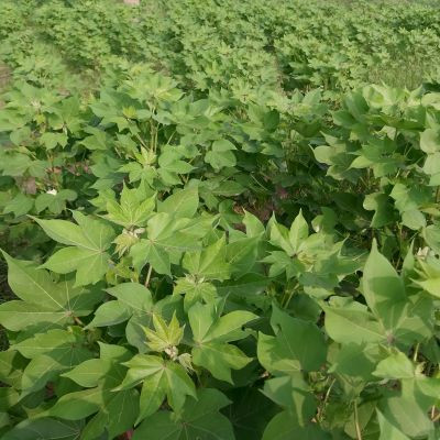 107787690284761850254 