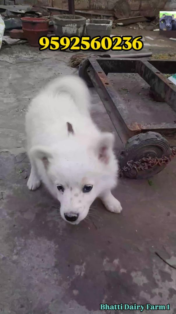 Papillon male dog forsale Ramgarh gujran punjab