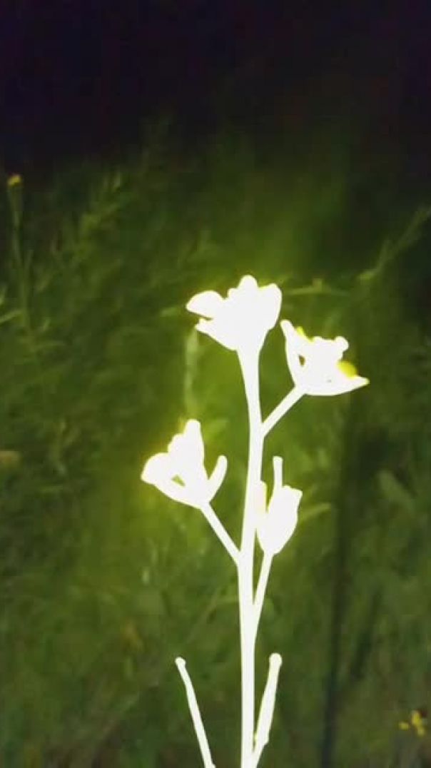 VID_20260217_191108_SLO-MO