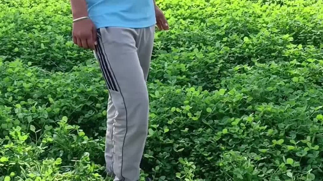 ⁣पानमेथी की फसल 🌱🌱