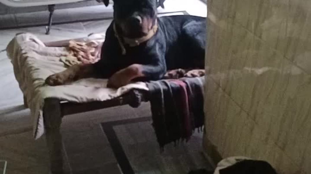 video_20260201_084755