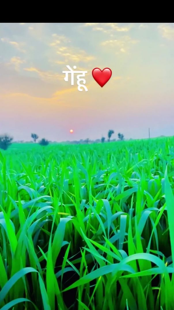 VID_20260206_042425_633_bsl