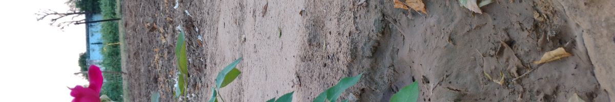 110196559420500425485 