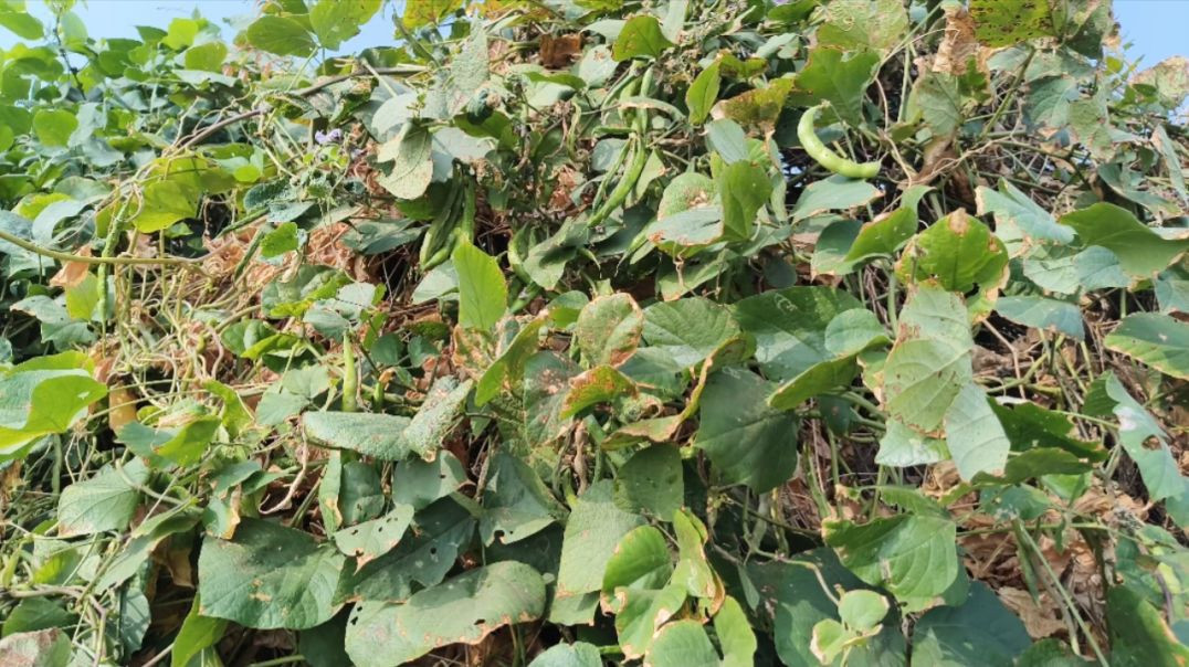 ⁣આજે અમે વાલોળ ઉતારવા ગયા | શ્રીયા તો મારી સાથે બાધી | valol utarva | shriya mari sathe badhi