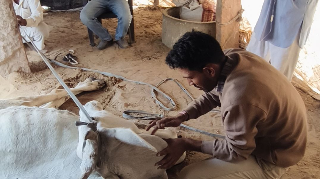 #milkfever#vetanil #veterinarypharmacist #subcribemychannel #animallovers #cowtreatment