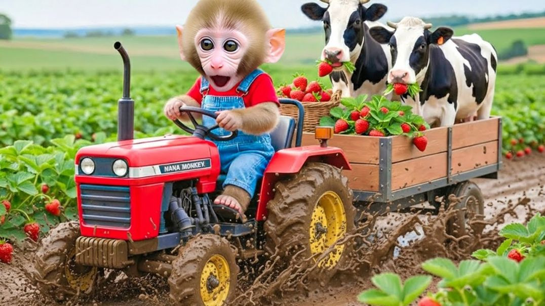 ⁣Monkey Nana drives a tractor to the garden to harvest giant tomatoes.