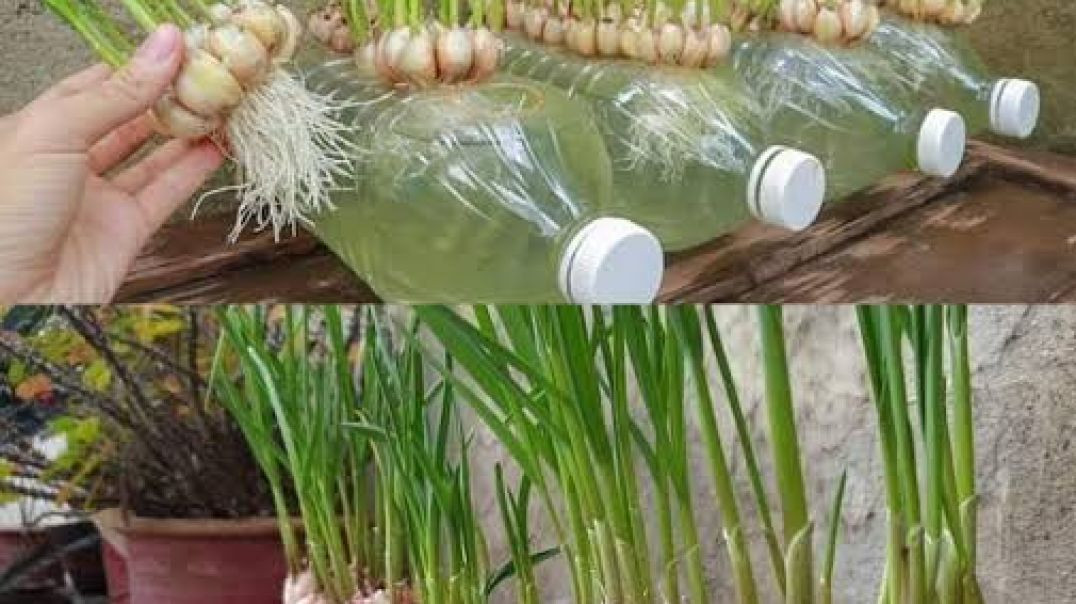 ⁣How to grow garlic plant in your Kitchen  !! घर पे लहसुन का पौधा तैयार करने का आसान तरीका