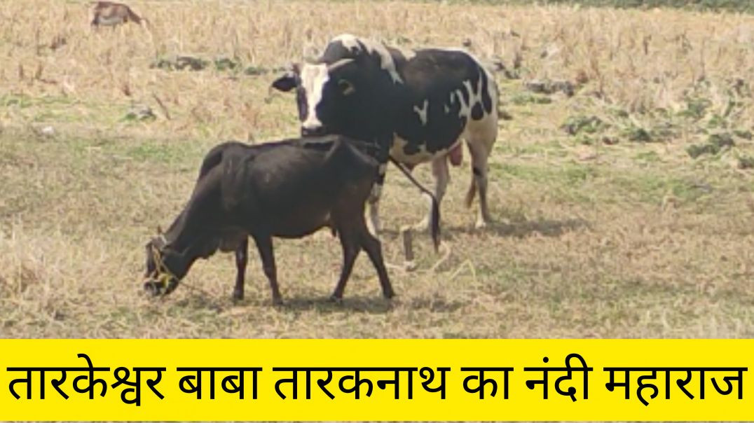 ⁣तारकेश्वर बाबा तारकनाथ का नंदी महाराज # हरहरमहादेव#ओमनमःशिवाय#भोलेशंकर#cows